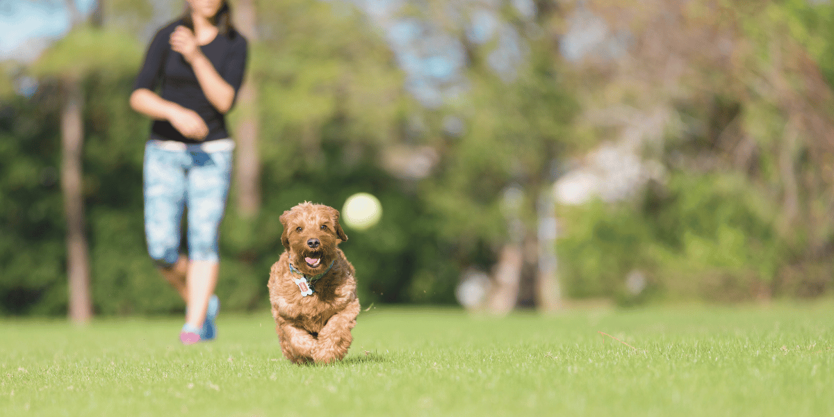 dog running in a park towards the camera after a tennis ball